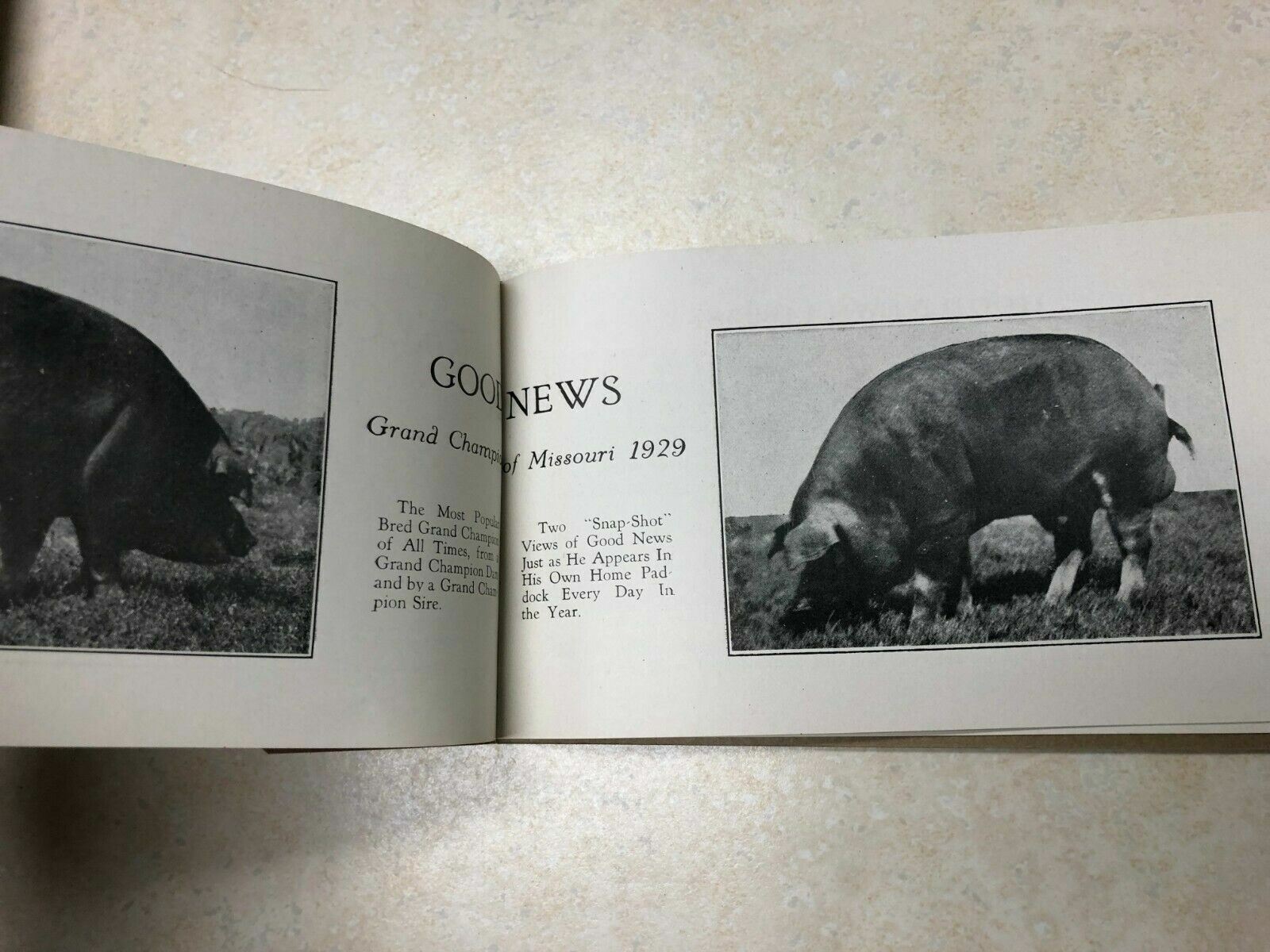 1929 Columbian Stock Farm Poland China Hog Brochure Kansas City, Missouri