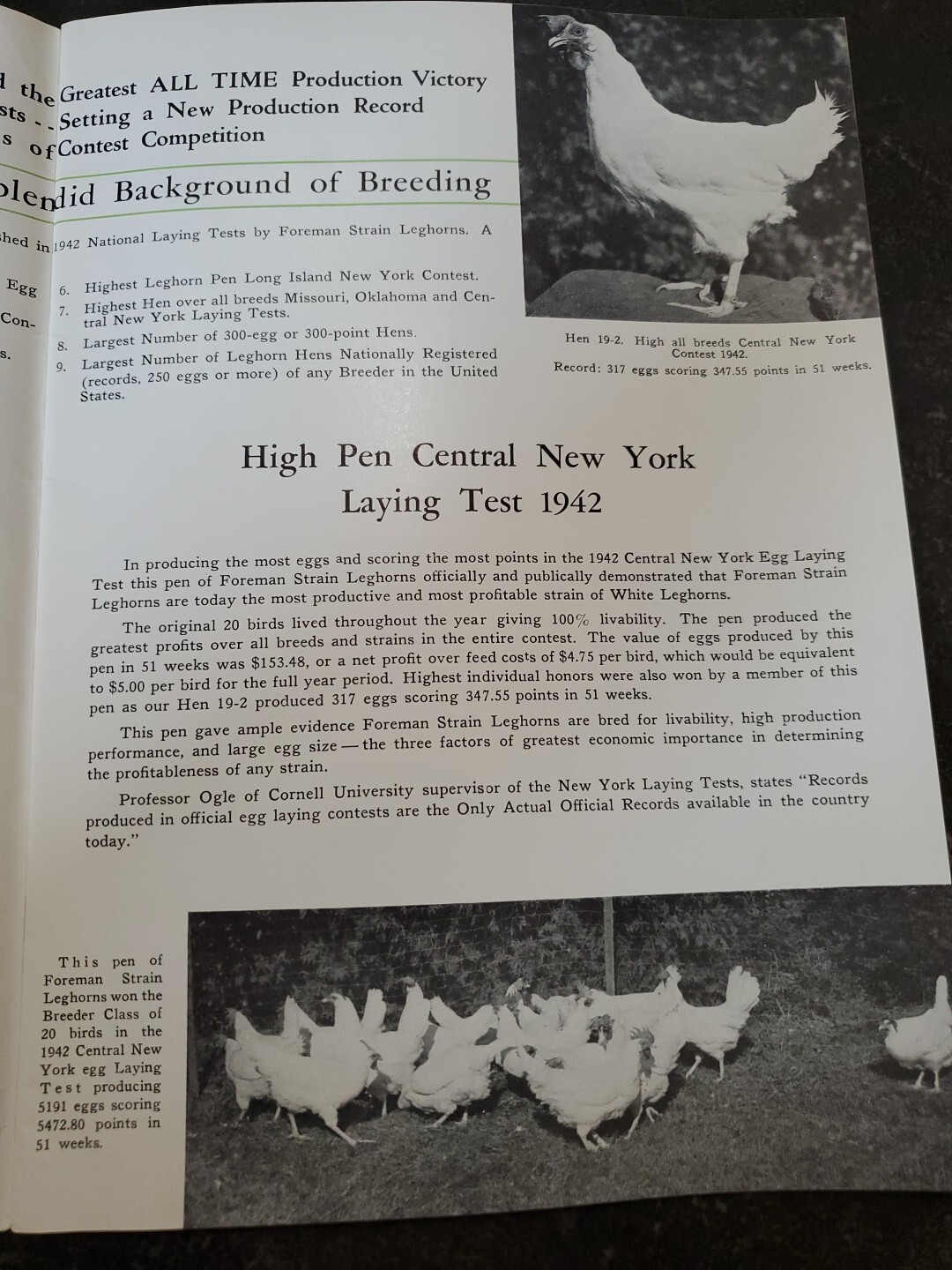 1944 Foreman Poultry Farm Catalog Chickens Beautiful & RARE 🐔