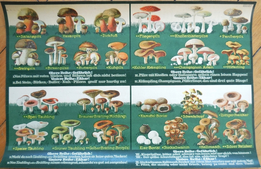 Mushroom 1920s Color Litho Print, Otto Leitz Artist-Signed, German Germany
