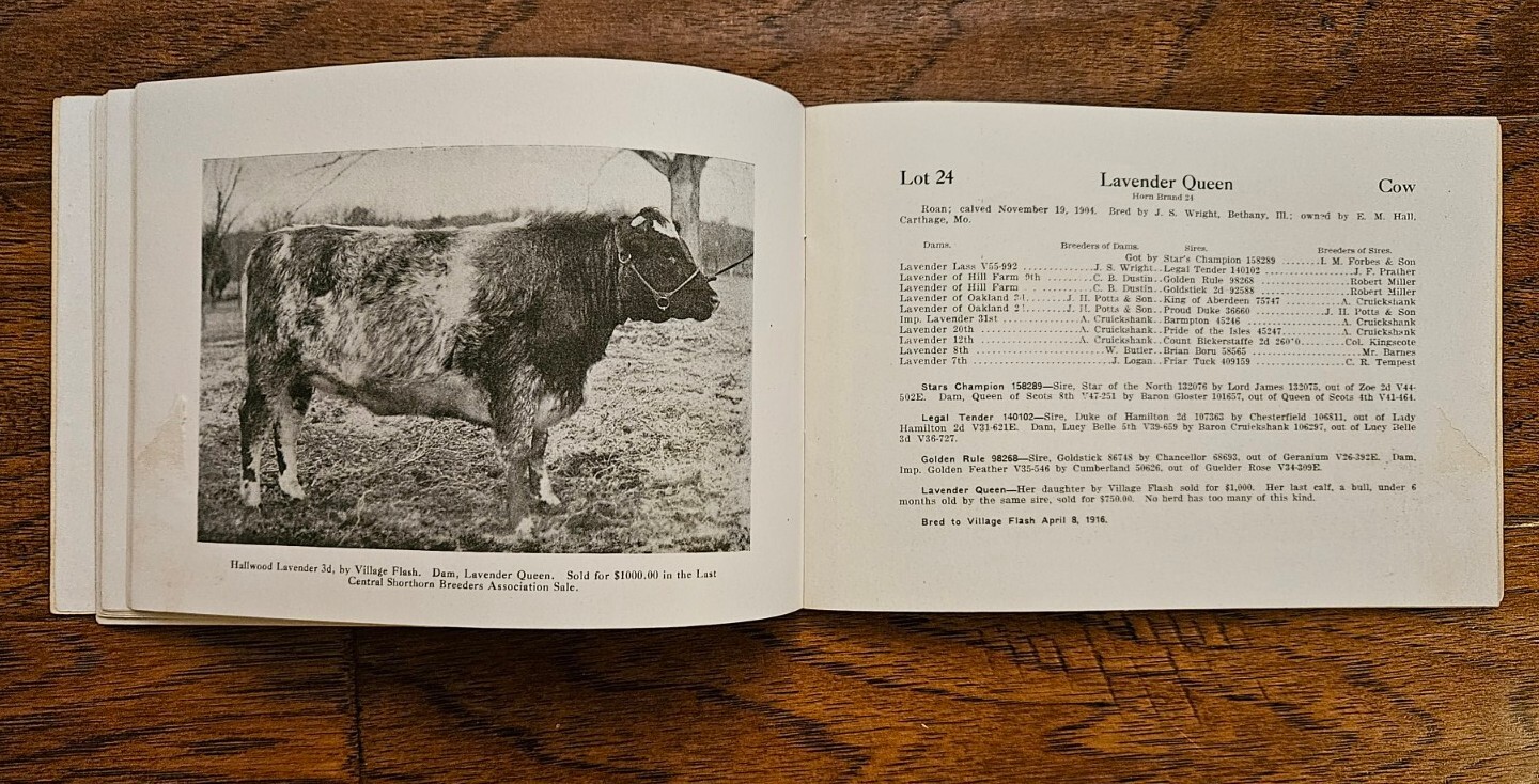 Shorthorn Cattle Dispersion Carthage Missouri 1916 with 65 Lots Breeders