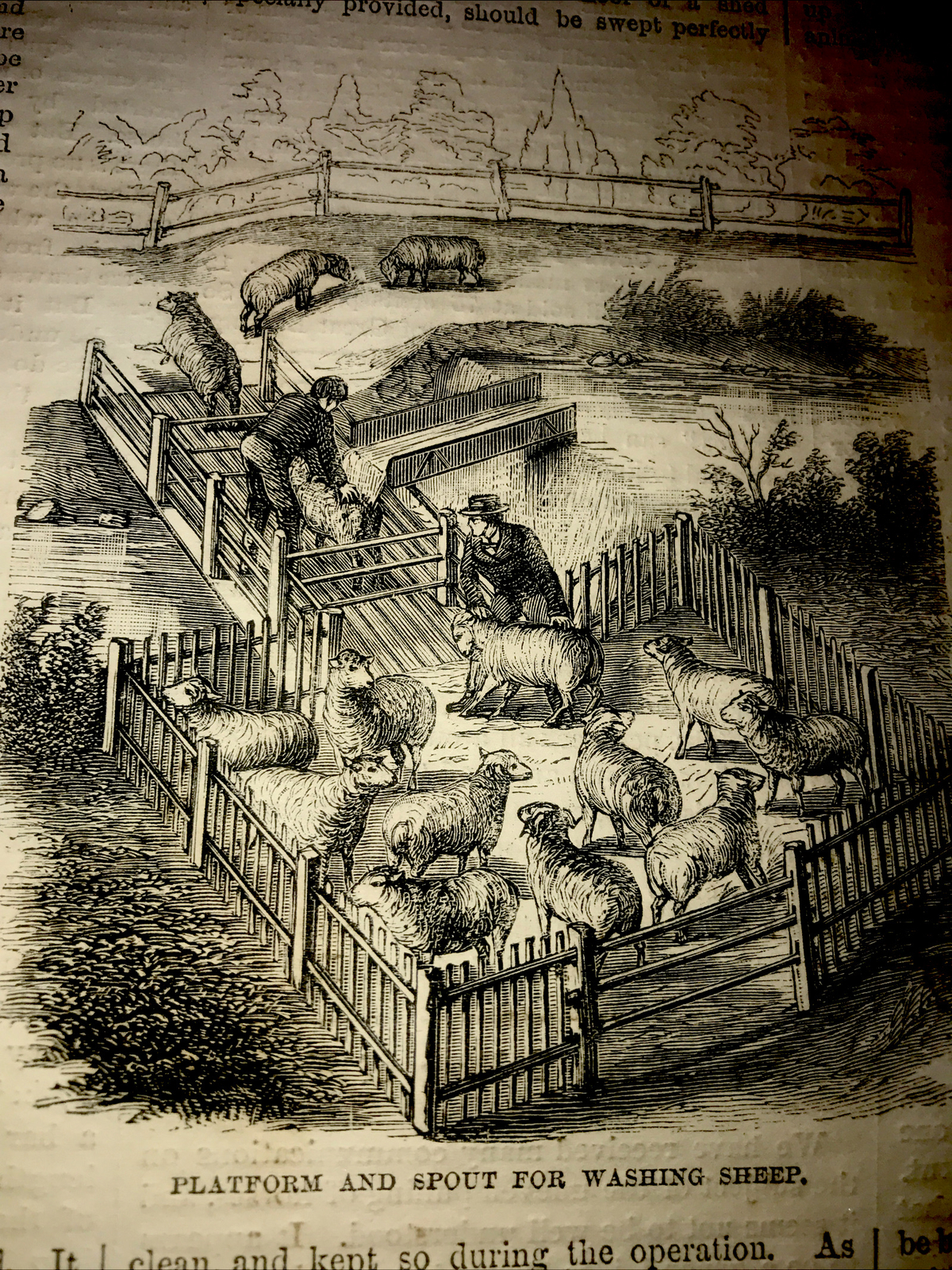 ORIGINAL 1872 Sheep & Horse Shoeing Farm Engraving Advertising & Article