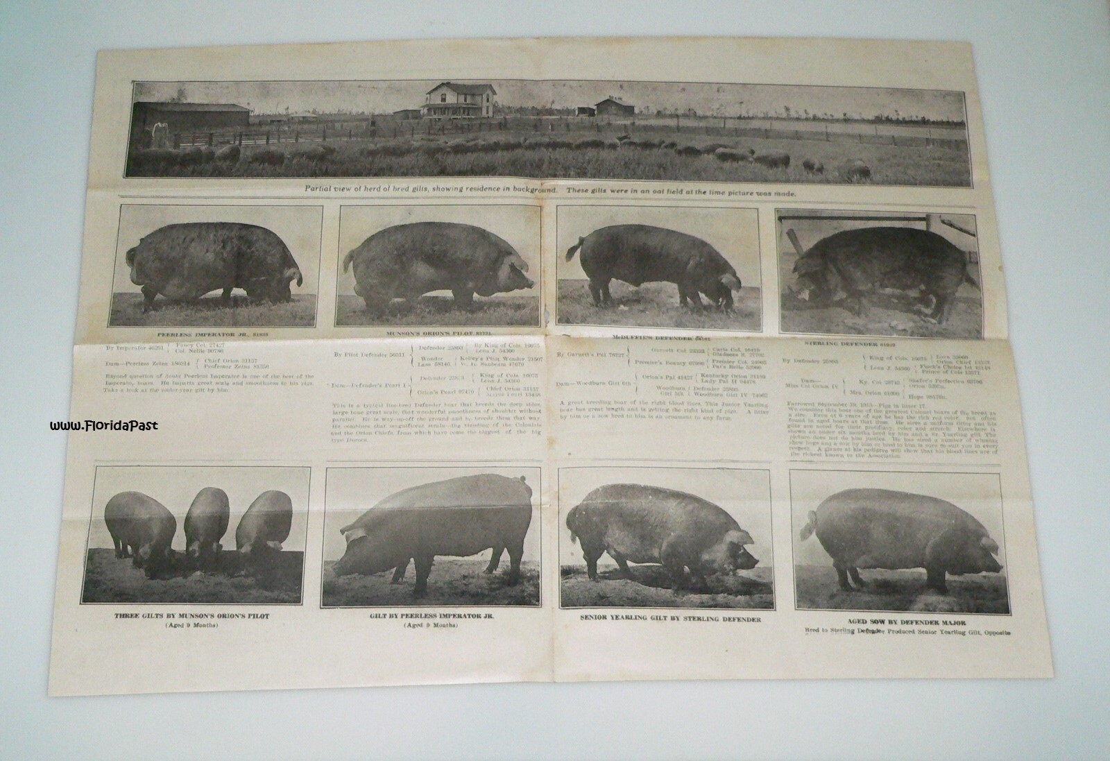 Early Duroc Jersey Hogs Munson, Florida Livestock & Agricultural Farms Brochure