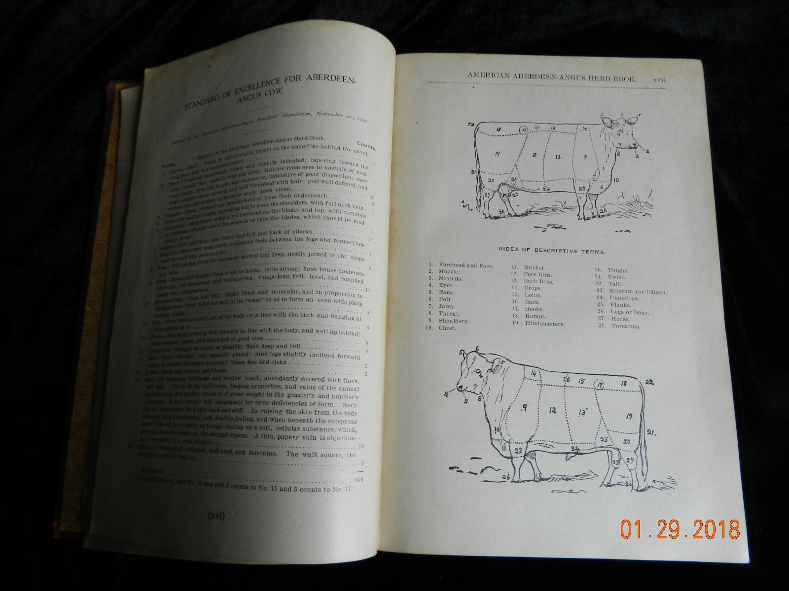 American Aberdeen-Angus Herd Book Vol 22 Original Hardcover RARE VINTAGE 1912