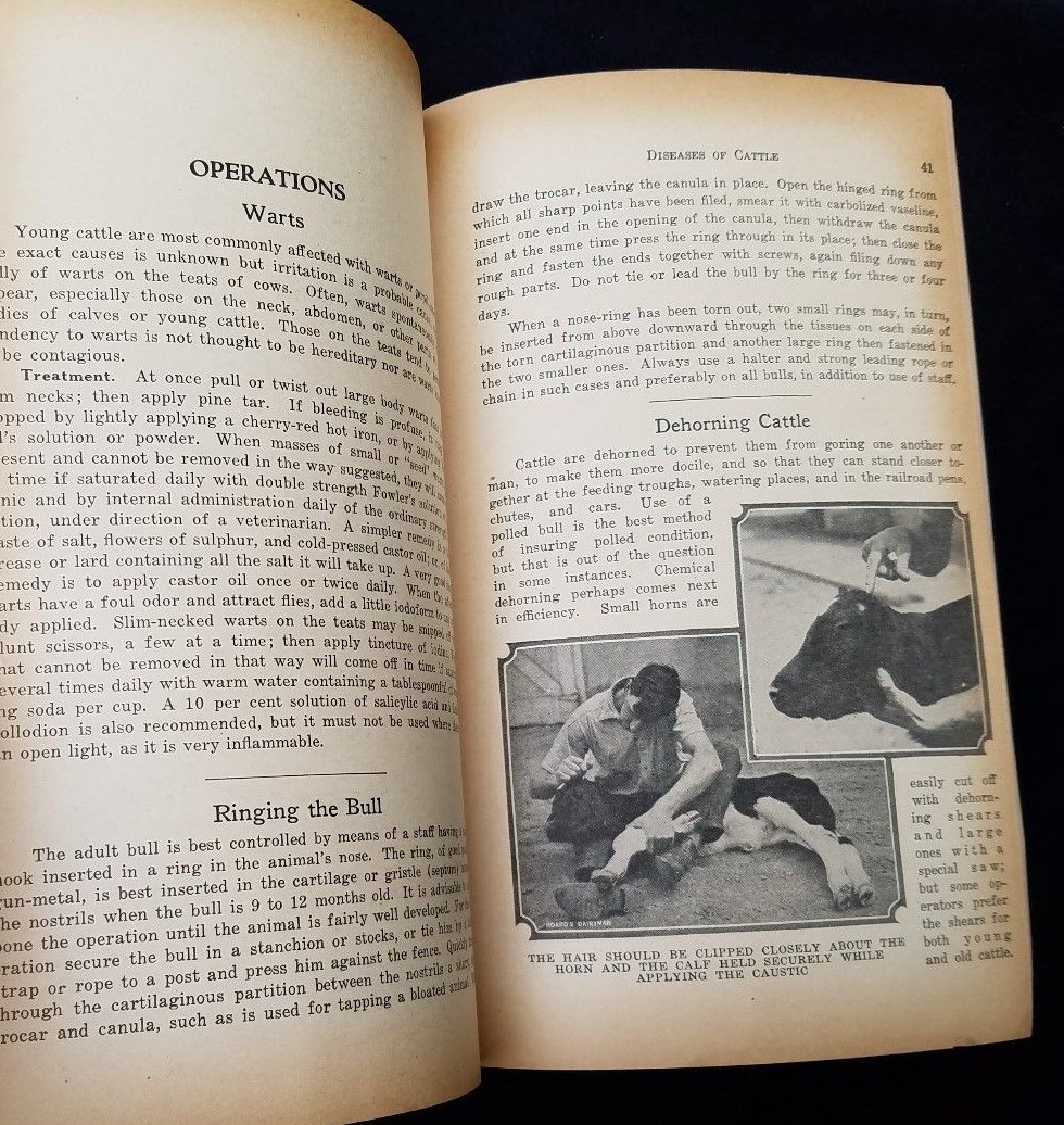 1932 How To Treat Common Ailments Farm Animals Hoard&rsquo;s Dairyman Fort Atkinson WI