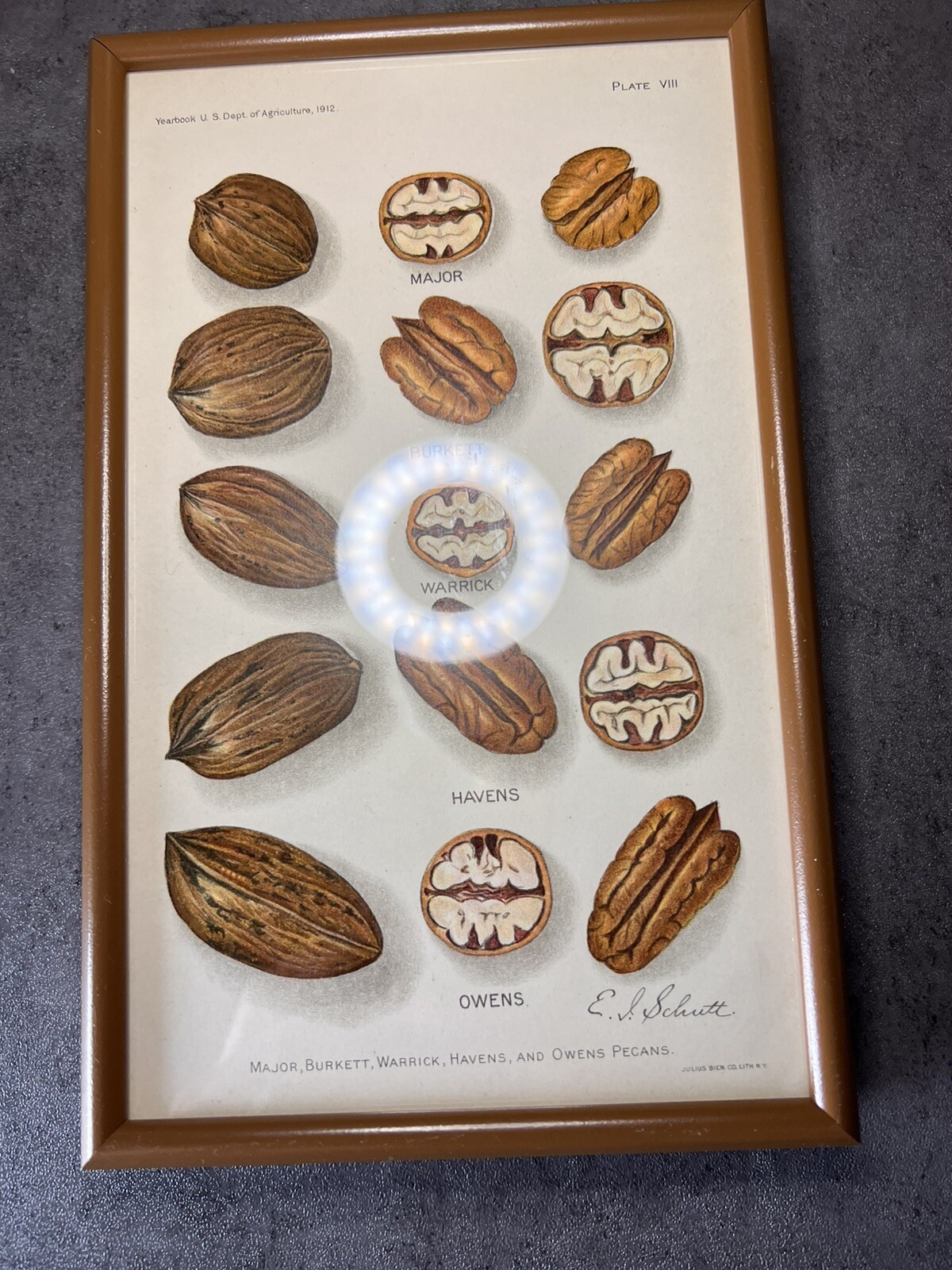 Vtg Yearbook US. Dept Agriculture Framed Pecans Lithograph Plate VIII E.L.Schutt