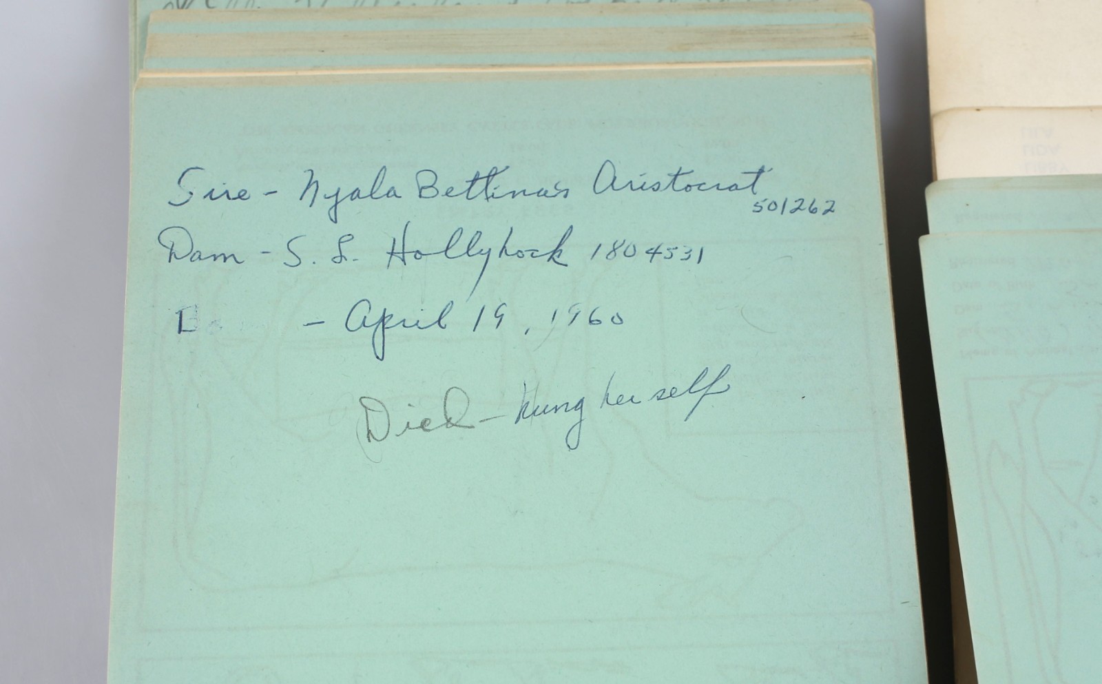 Lot of 2 American Guernsey Cattle Club Herd Registration Entry Application Books