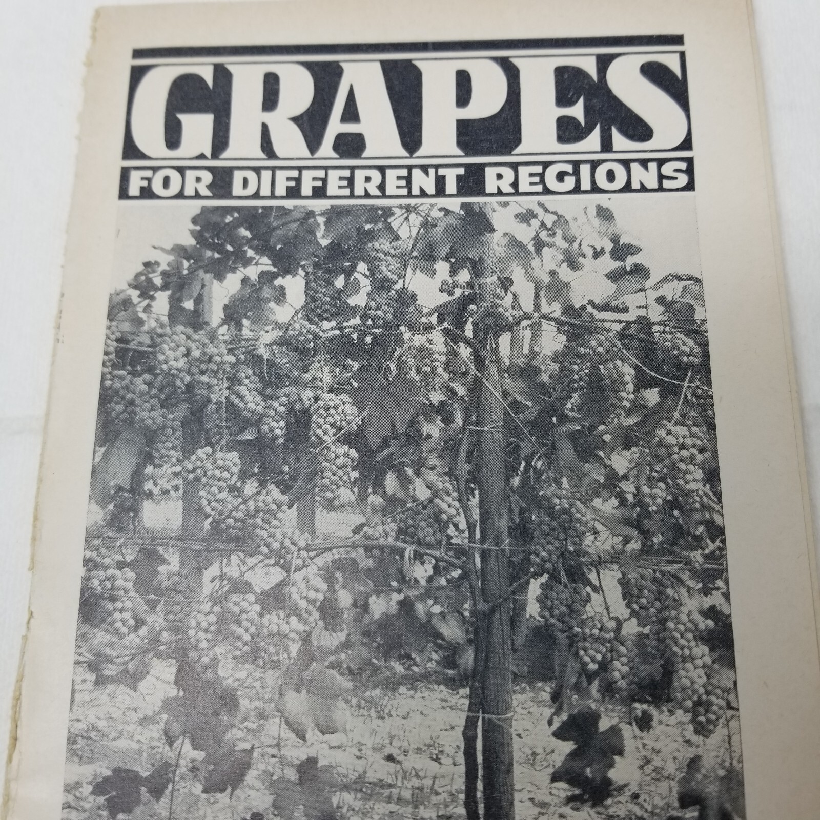 Grapes for Different Regions 1943 Farmers&rsquo; Bulletin Booklet 1936 USDA Photos