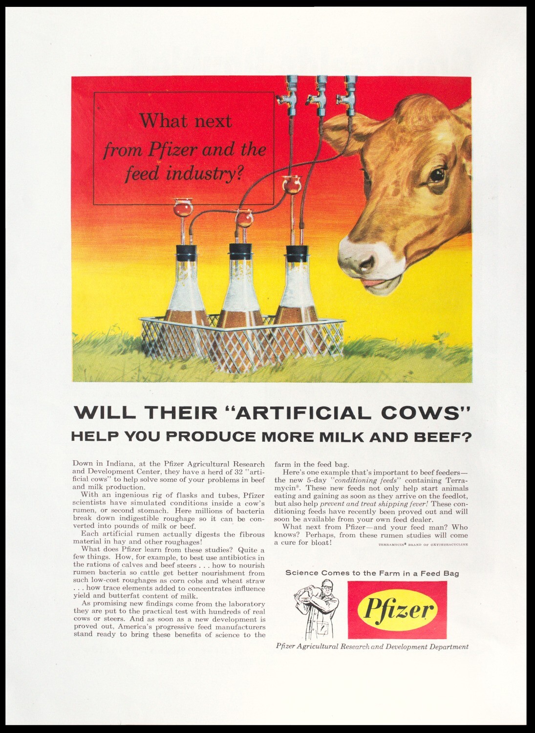 1957 PFIZER Artificial Cows for More Milk and Beef Science to Farm Vtg PRINT AD