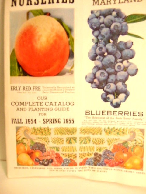 Vintage Fall 1954 – Spring 1955 Bountiful Ridge Nurseries plant catalog