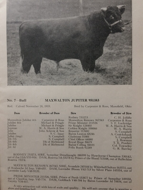 1921 Shorthorn Cattle Auction Catalog Stock Yards Chicago Carpenter & Ross OH