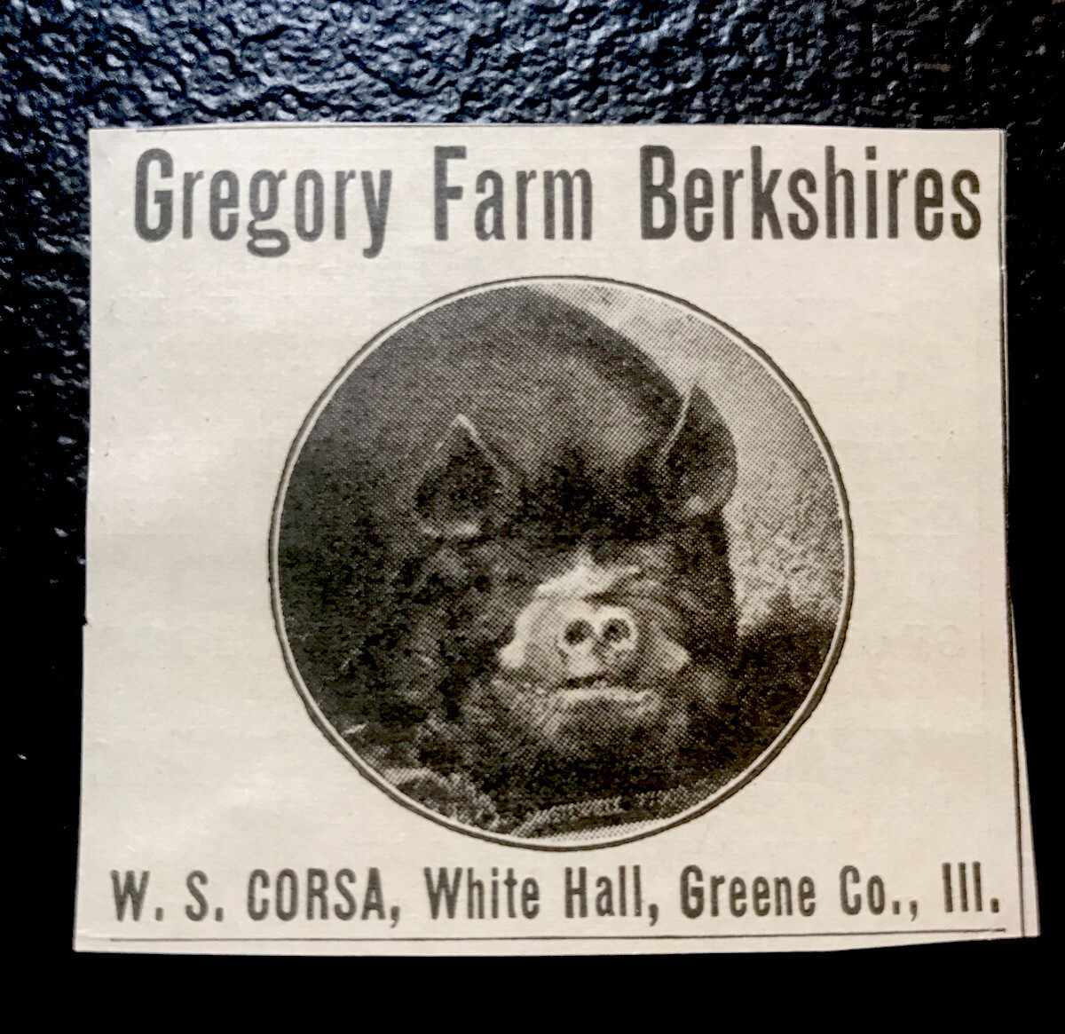 1919 W. S. Corsa – Gregory Farm Hog Advertising – White Hall – Illinois – Pig