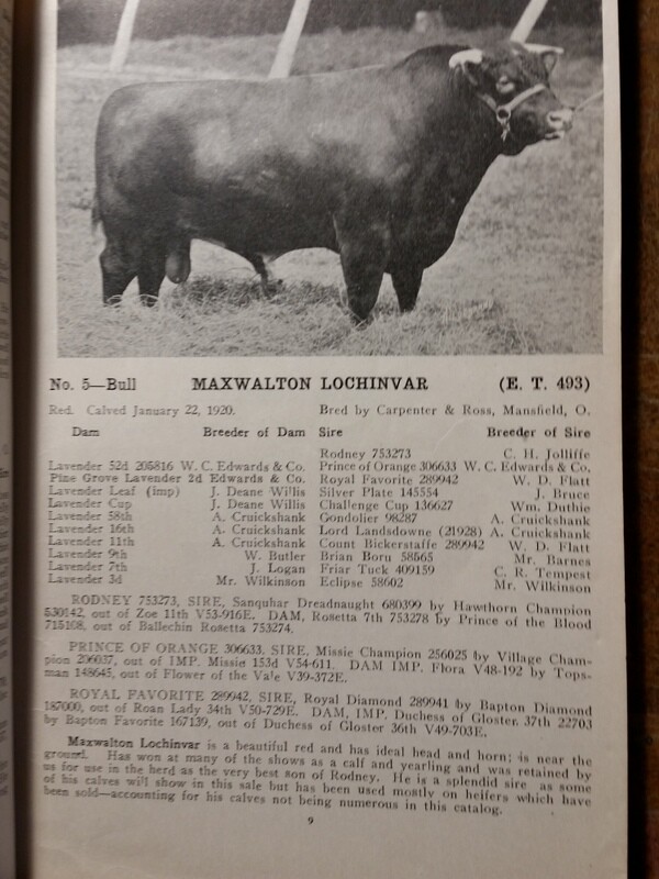 c1923 Maxwalton Herd Carpenter and Ross Cattle Auction Mansfield Ohio OH