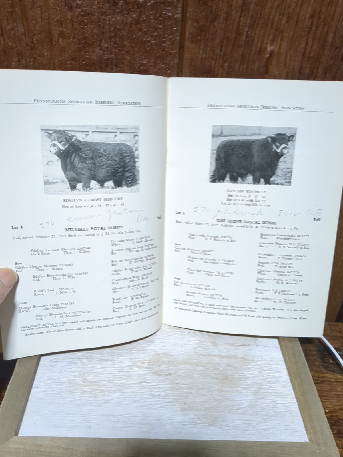 Vintage Shorthorn Cattle Auction Booklet Butler Pa Pennsylvania Breeders 1950
