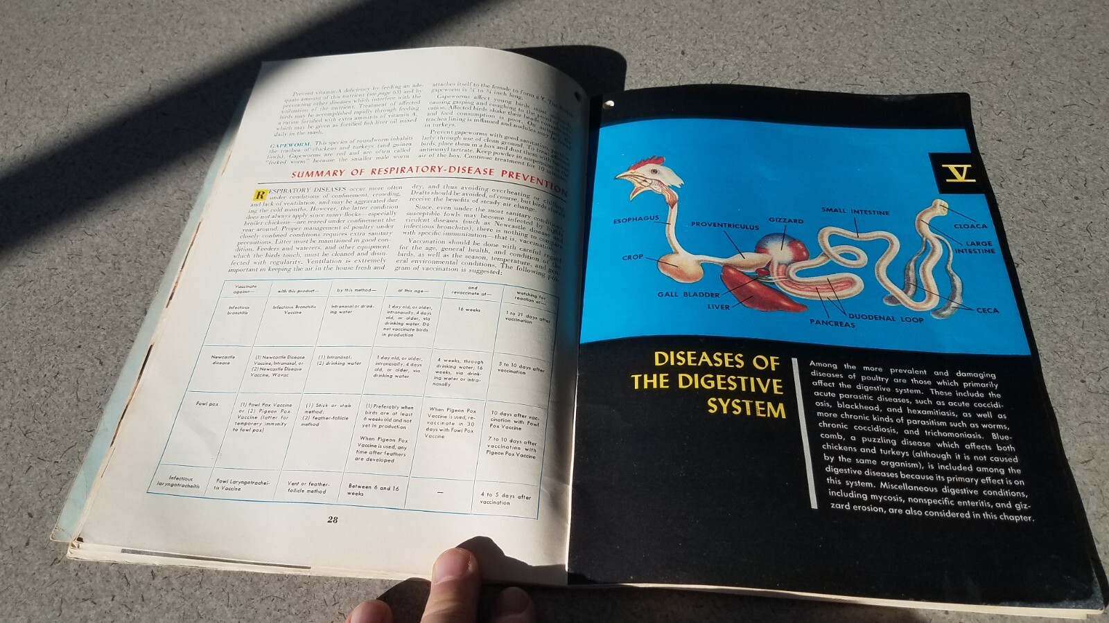 1955 Dr Salsbury&rsquo;s Manual of Poultry Chicken Diseases 64 Pages