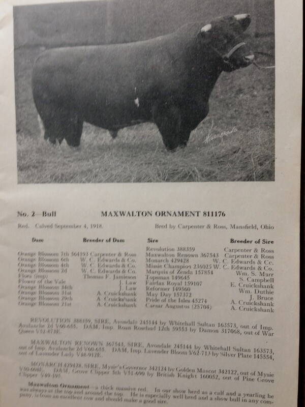 1921 Shorthorn Cattle Auction Catalog Stock Yards Chicago Carpenter & Ross OH