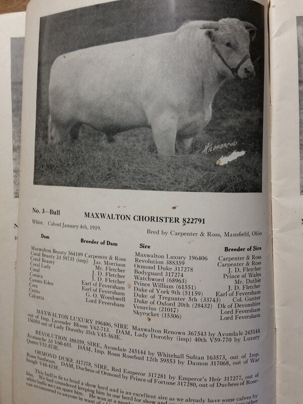1921 Shorthorn Cattle Auction Catalog Stock Yards Chicago Carpenter & Ross OH