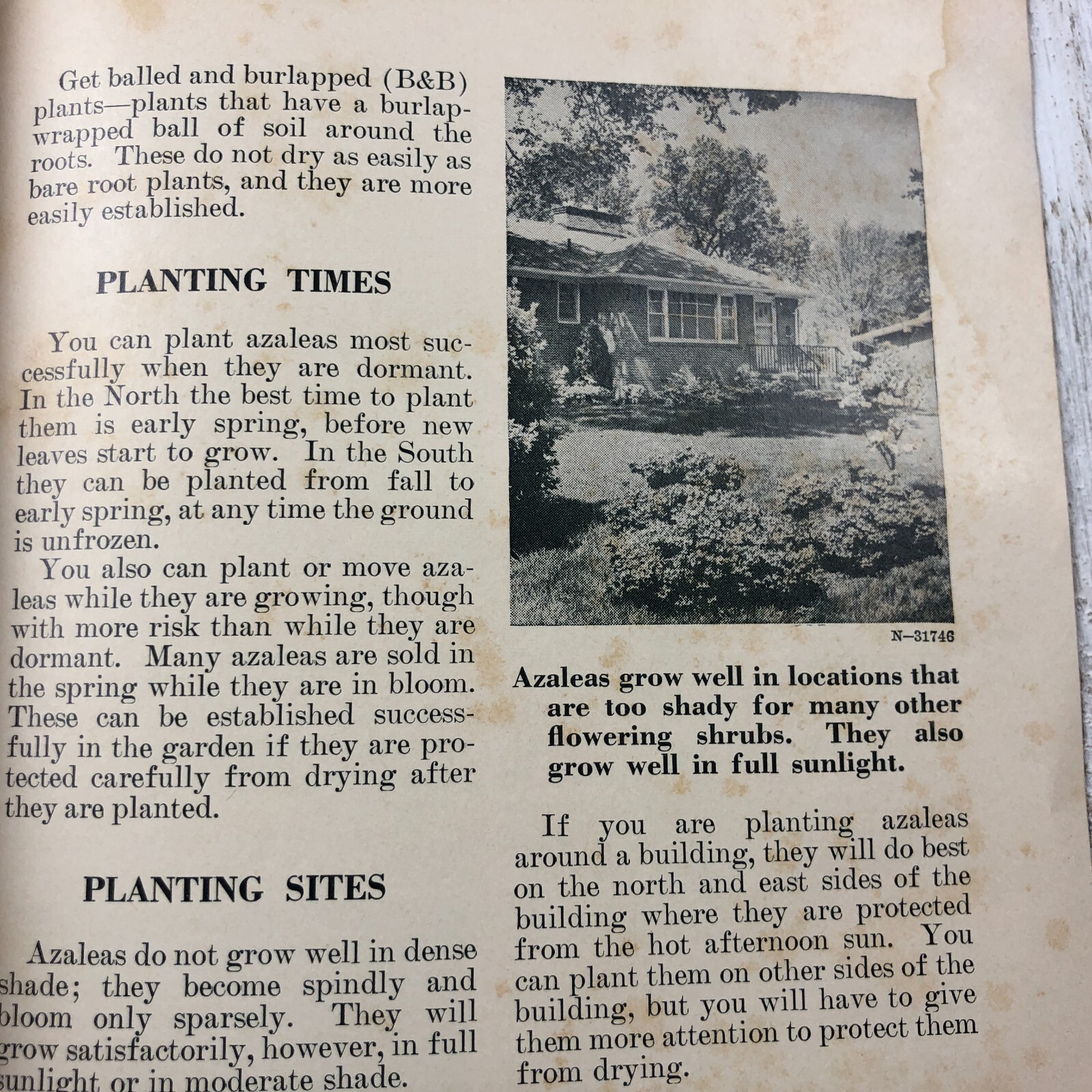 Vintage U.S. Department Of Agriculture Growing Azaleas & Rhododendrons Pamphlet