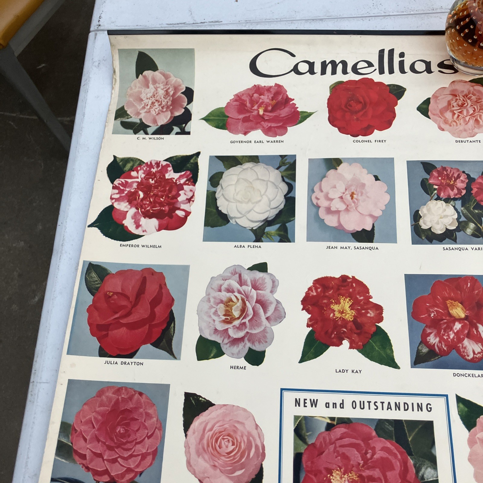 Kramer Brothers nurseries Poster advertising flowers Ontario, CA 1956 Camellias
