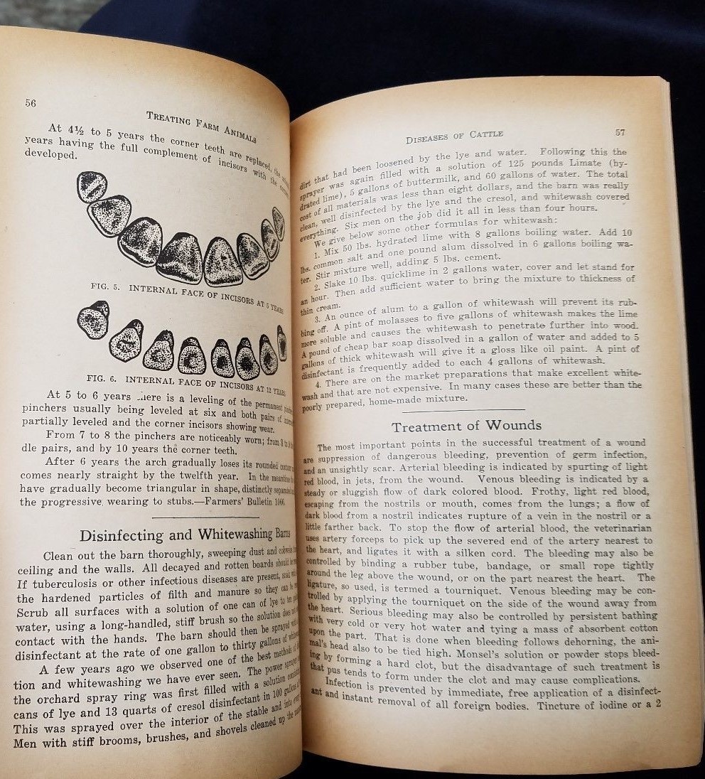 1932 How To Treat Common Ailments Farm Animals Hoard&rsquo;s Dairyman Fort Atkinson WI