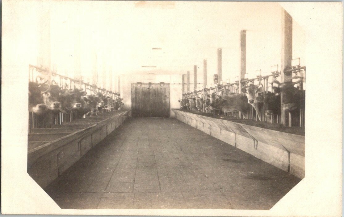 Vintage RPPC Milking Barn 20 cows ca.1904 A417