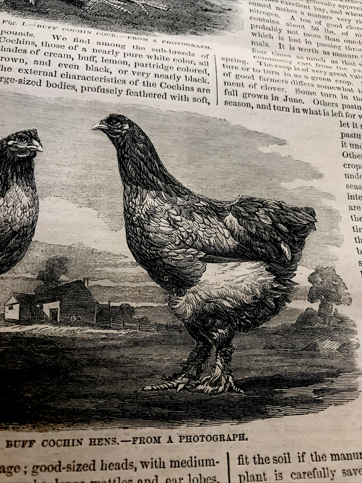 1868 Buff Cochin Cock & Hens Farm Engraving Advertising & Article
