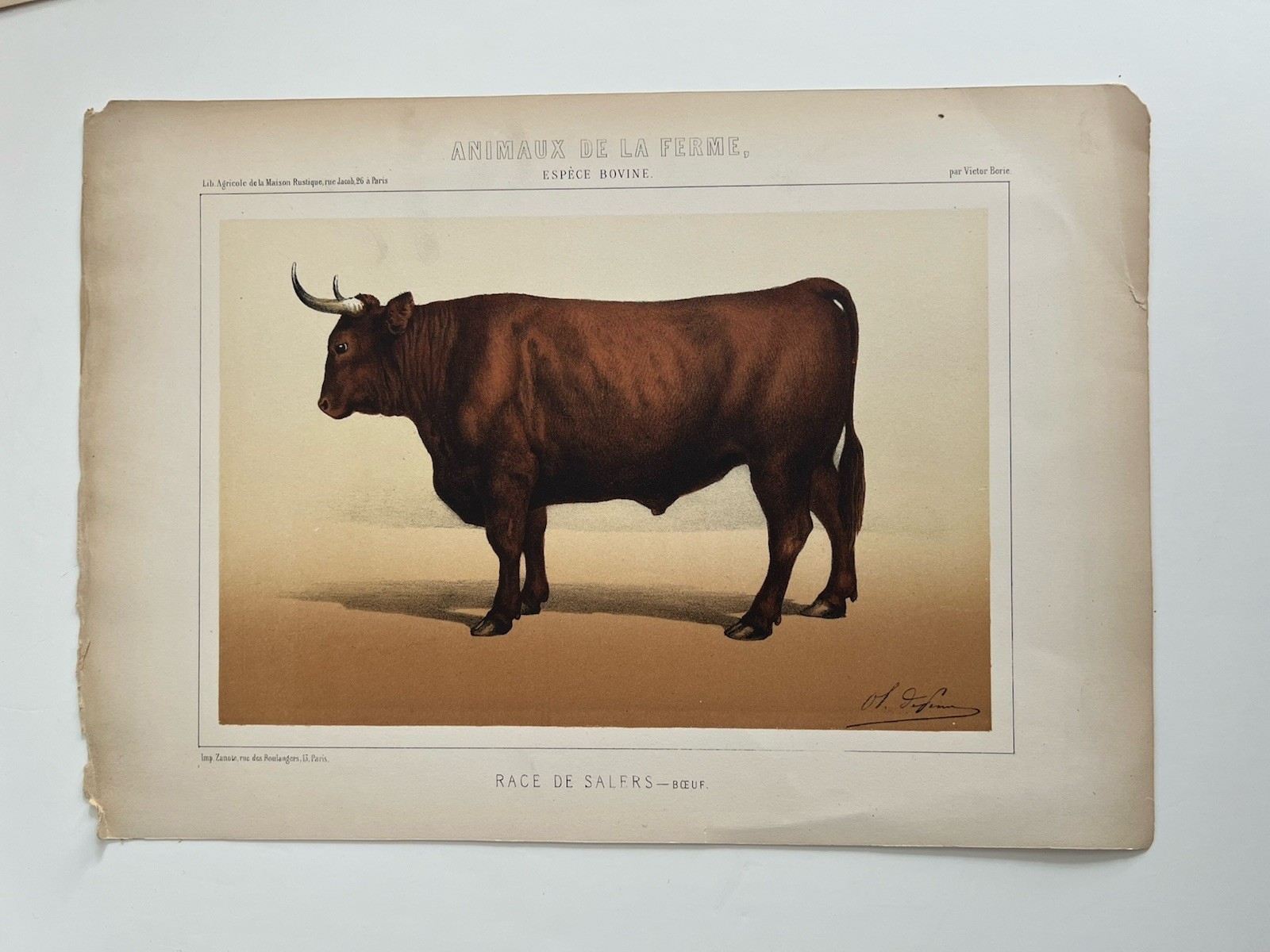 5 Lithographs Of Bovine Species By Victor Borie (1818-1880) Farm Animals II