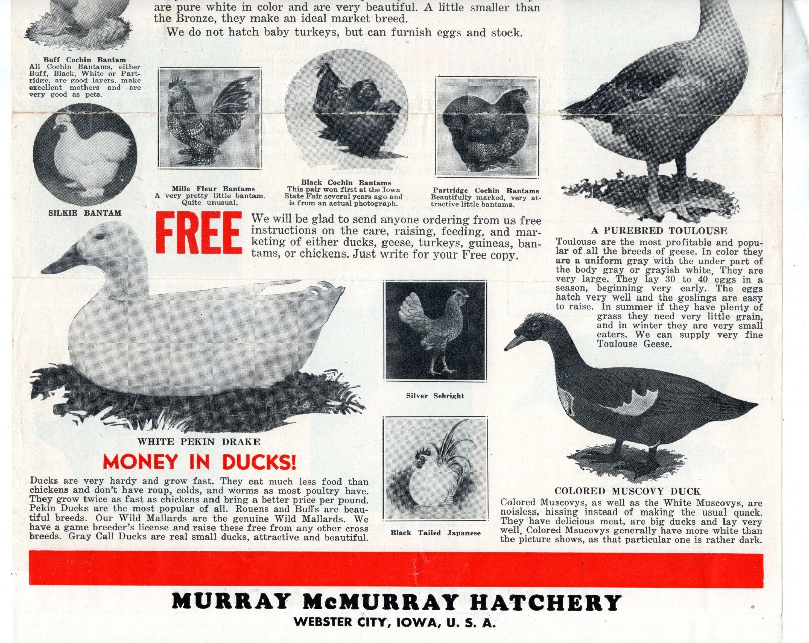 McMURRAY HATCHERY Ducks BANTAM Turkey 1940&rsquo;s Catalog Brochure Webster City IA