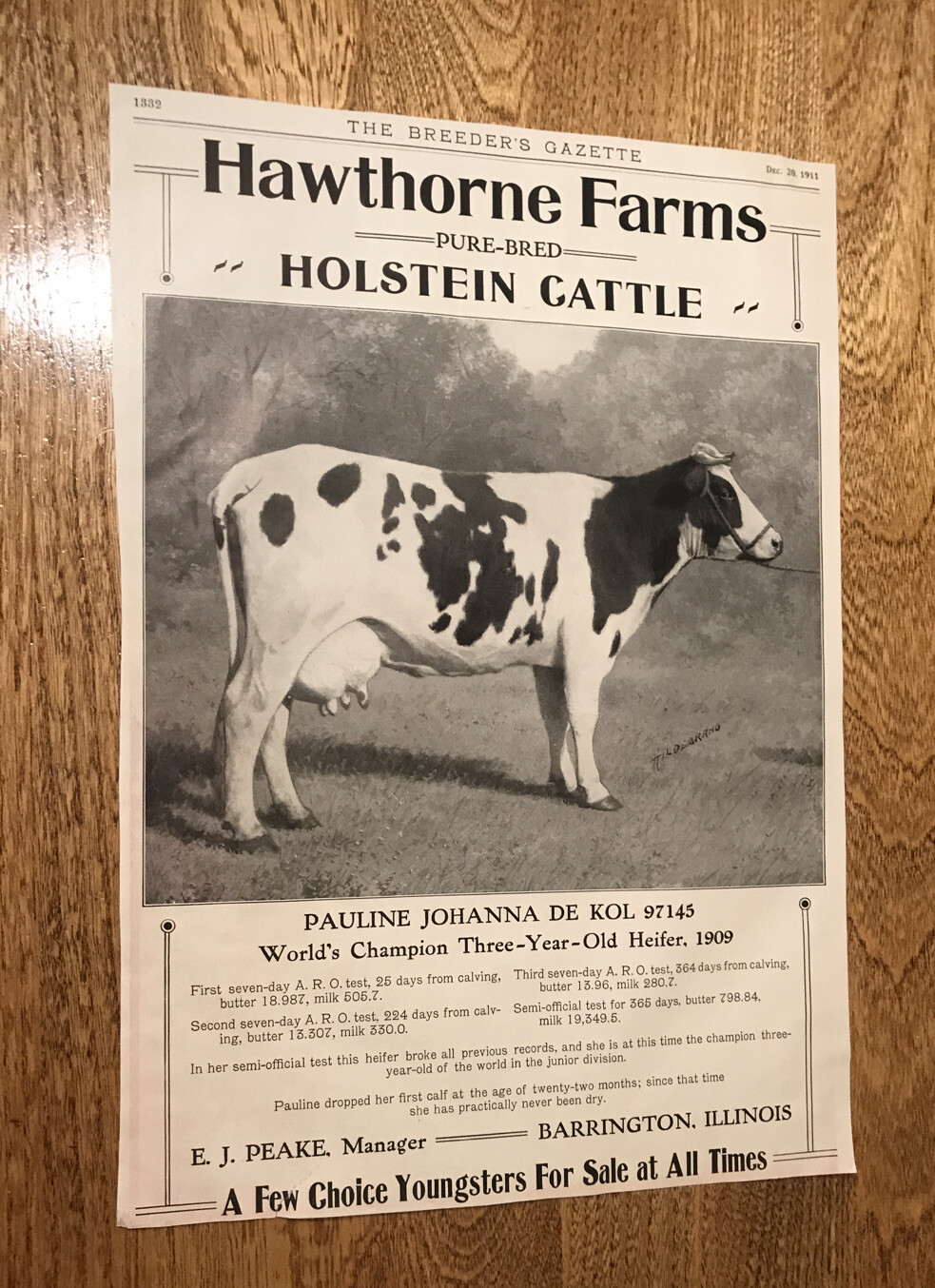 1911 Hawthorne Farms Cattle Farm Advertising – Barrington – Illinois – Cow
