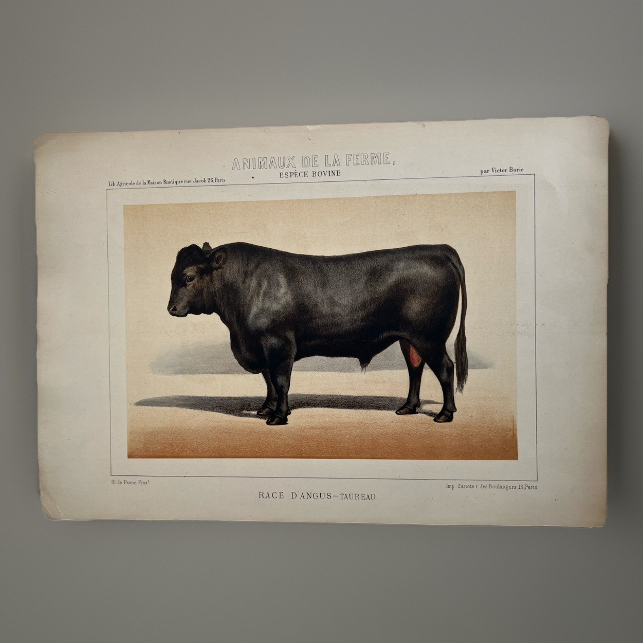 5 Lithographs Prints Of Bovine Species By Victor Borie (1818-1880) Farm Animals