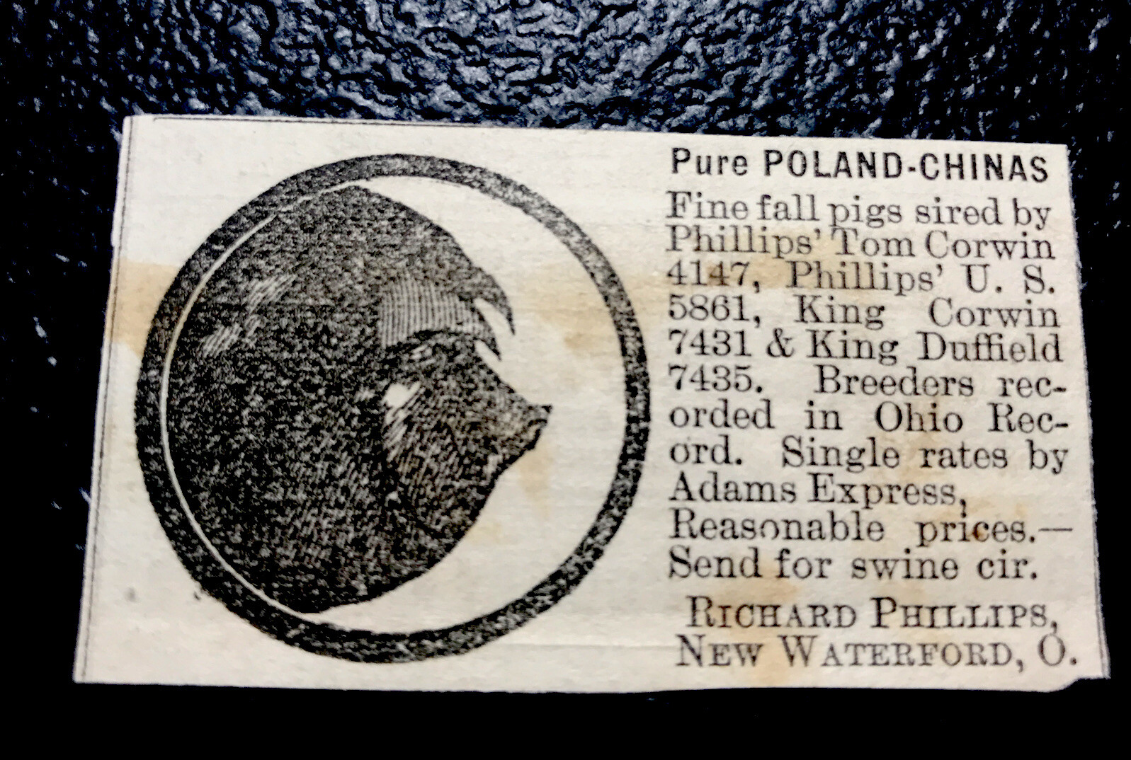 1886 Richard Phillips Hog Pig Farm Advertising – New Waterford – Ohio
