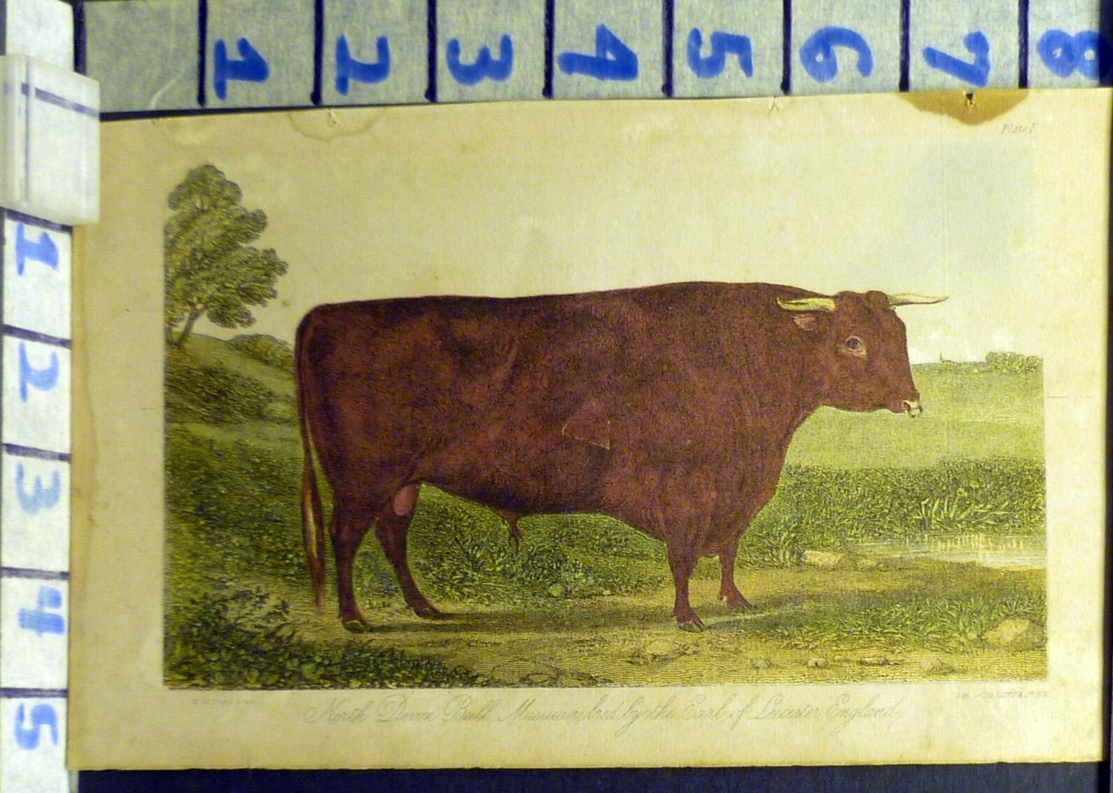 1863 USDA DEVON BULL FARM COUNTRY COW RANCH TEXAS ANTIQUE WOOD PRINT AN23