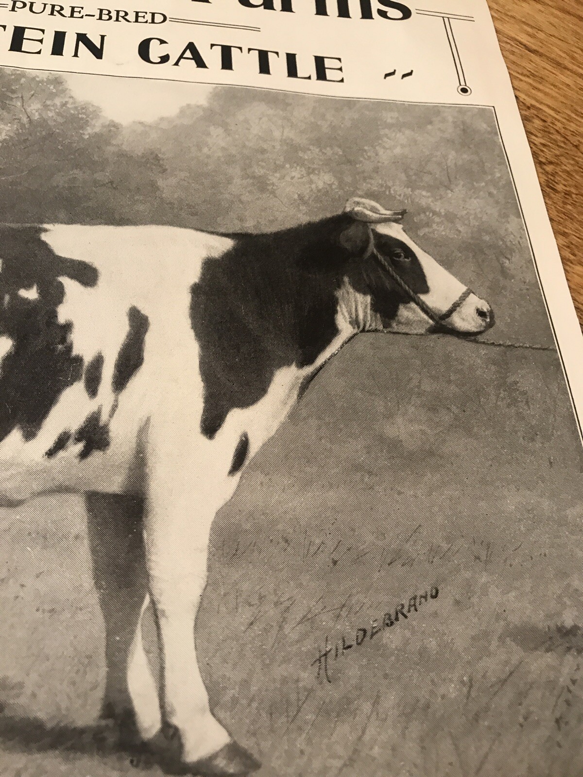 1911 Hawthorne Farms Cattle Farm Advertising – Barrington – Illinois – Cow