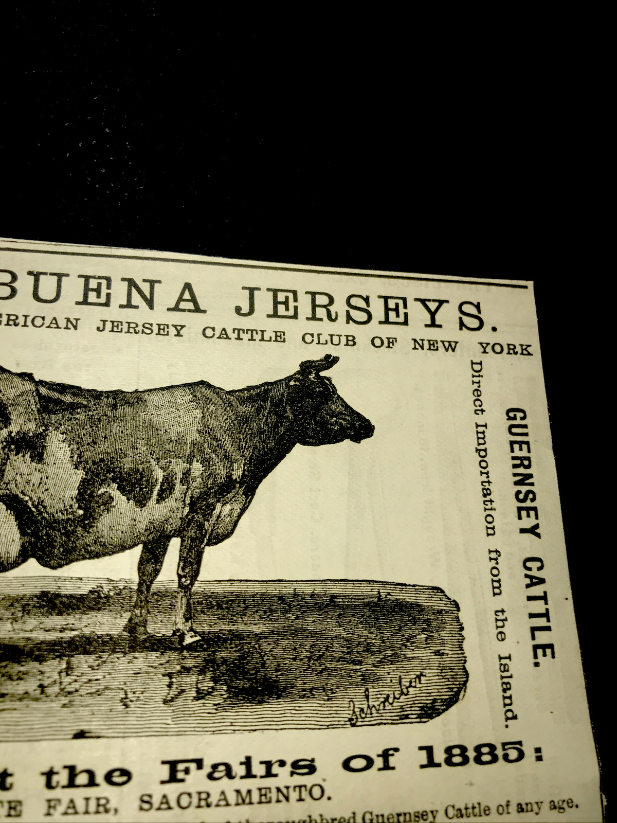 1886 Yerba Buena Jersey Cattle Cow Farm Advertising – San Francisco California