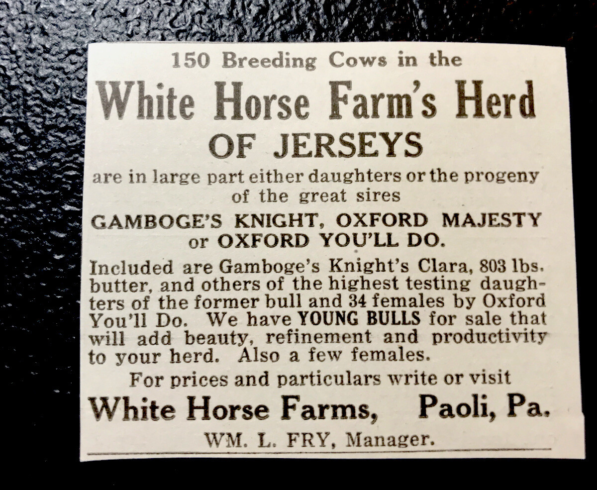 ORIGINAL 1917 White Horse Farm Cattle Advertising – Paoli – Pennsylvania – Cow