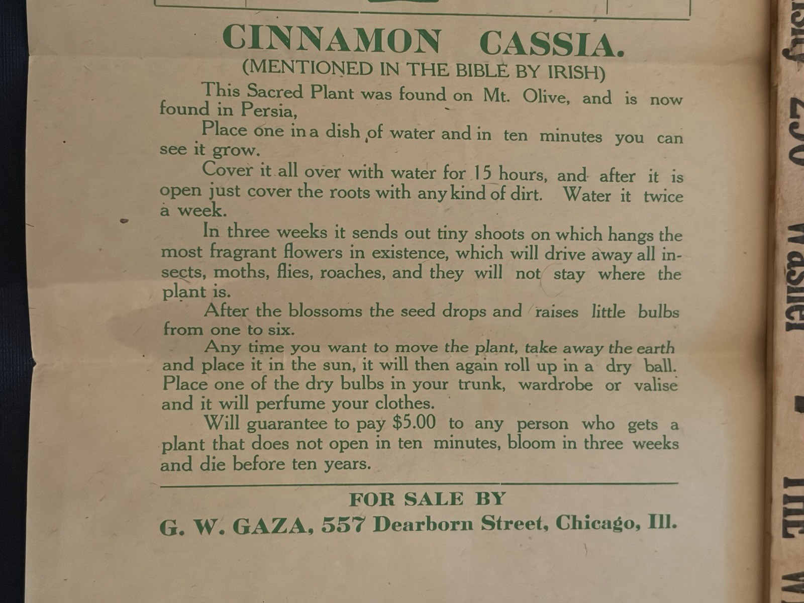 1890s Rose of Jericho Cinnamon Cassia Broadside Chicago Botanical Hoax PERSION