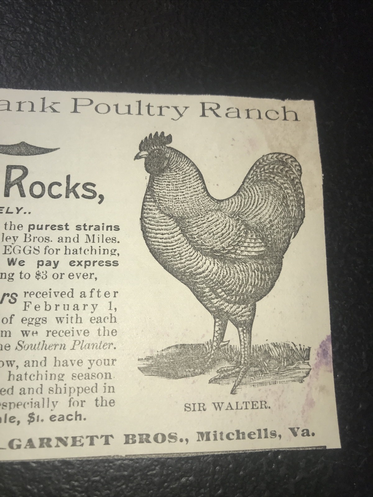 1900 Sunny Bank Poultry Farm Chicken Advertising – Mitchells – Virginia