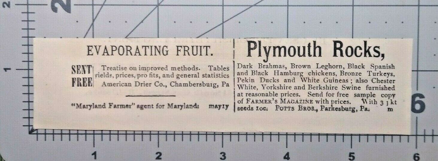 Parkesburg Pennsylvania Vintage Print Ad POTTS BROS.Chicken Poultry Farming 1881