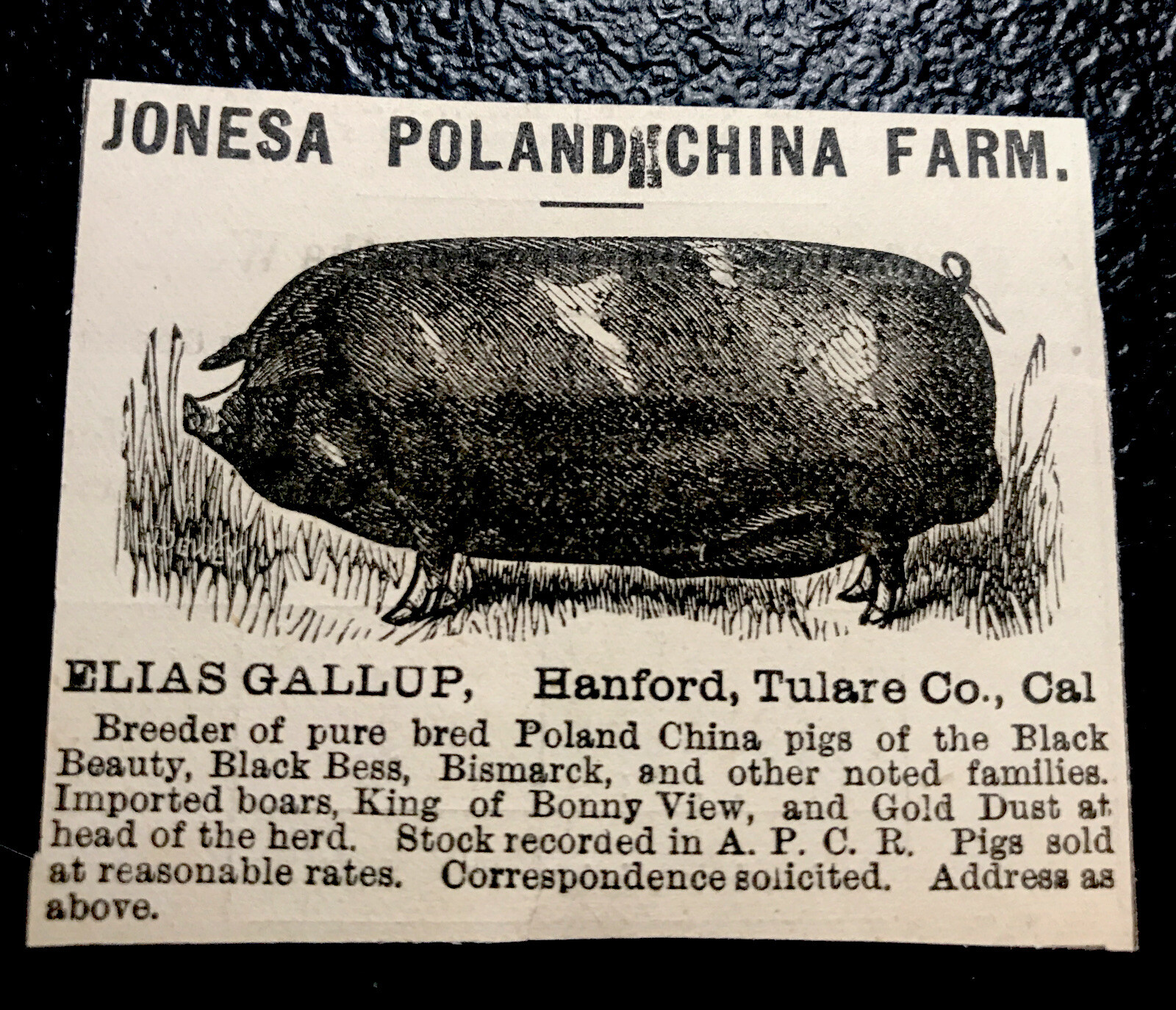 1882 Gallup Hog Pig Farm Advertising – Hanford – California