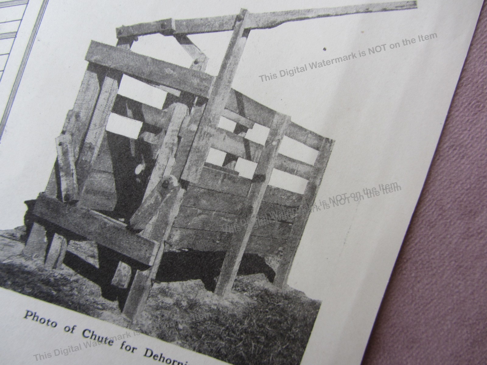 1919 Antique Article * Build Chute for Dehorning Live Stock Cattle Farm