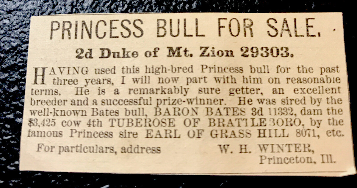 1883 W.H. Winter Cattle Advertising – Princeton – Illinois – Cow – Farm