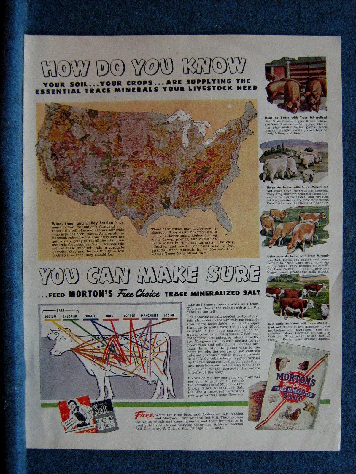 1949 Vtg. Farm Animals Ad- Morton&rsquo;s Salt – Cows Hogs Sheep Beef Cattle