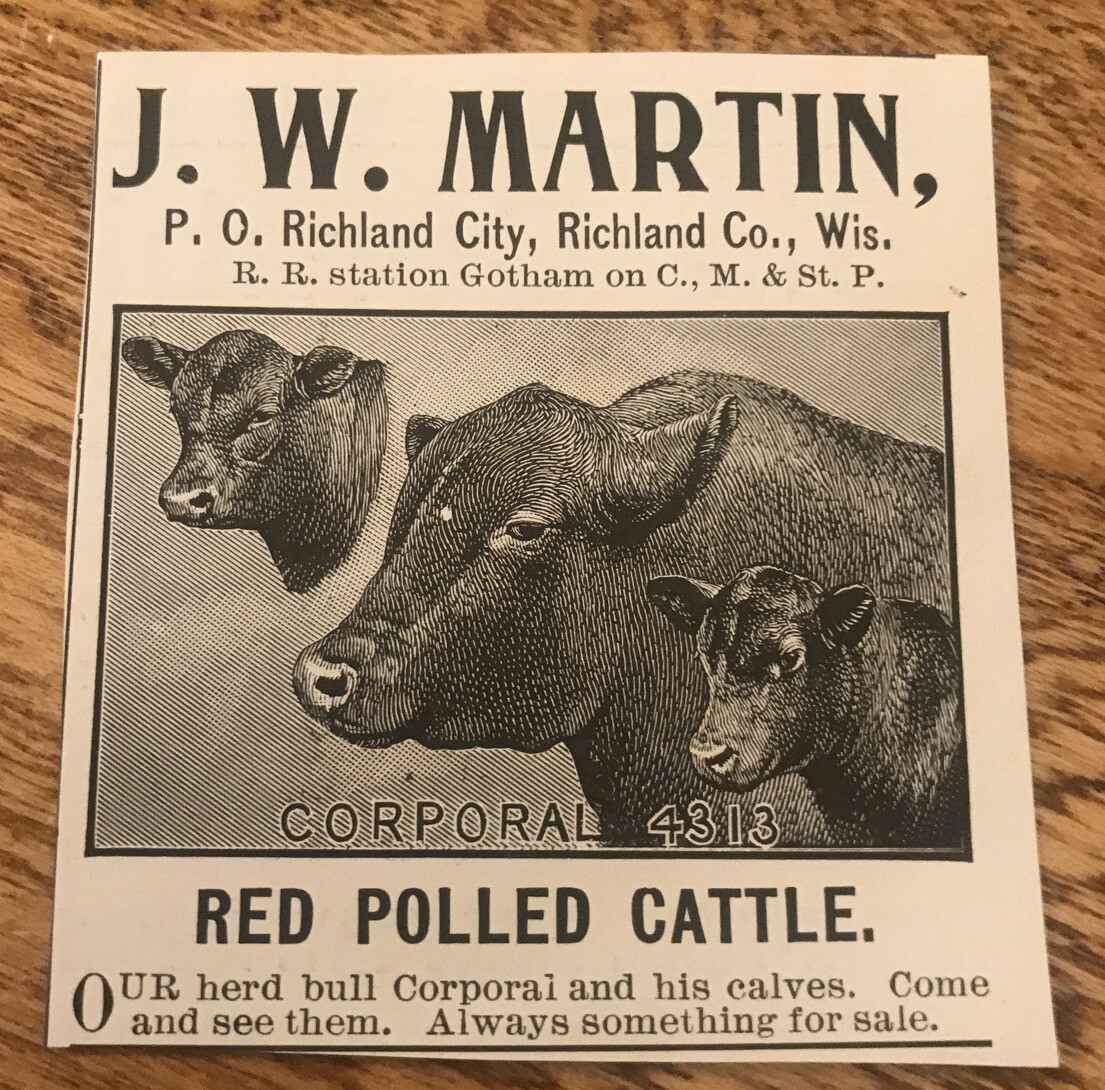 1903 J.W. Martin Red Polled Cattle Cow Advertising – Richland City – Wisconsin