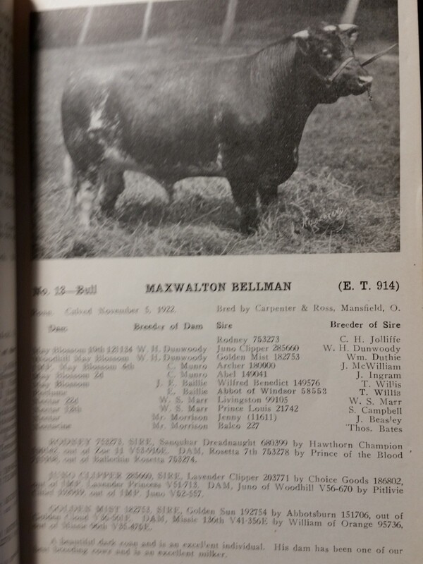 c1923 Maxwalton Herd Carpenter and Ross Cattle Auction Mansfield Ohio OH