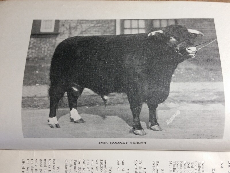 c1923 Maxwalton Herd Carpenter and Ross Cattle Auction Mansfield Ohio OH
