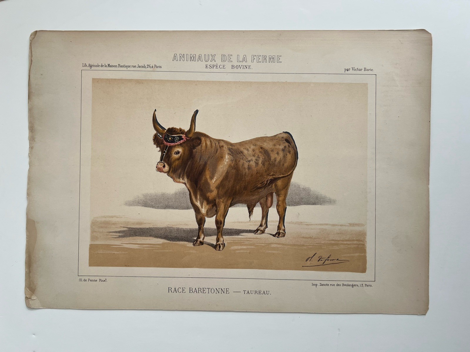 5 Lithographs Of Bovine Species By Victor Borie (1818-1880) Farm Animals II