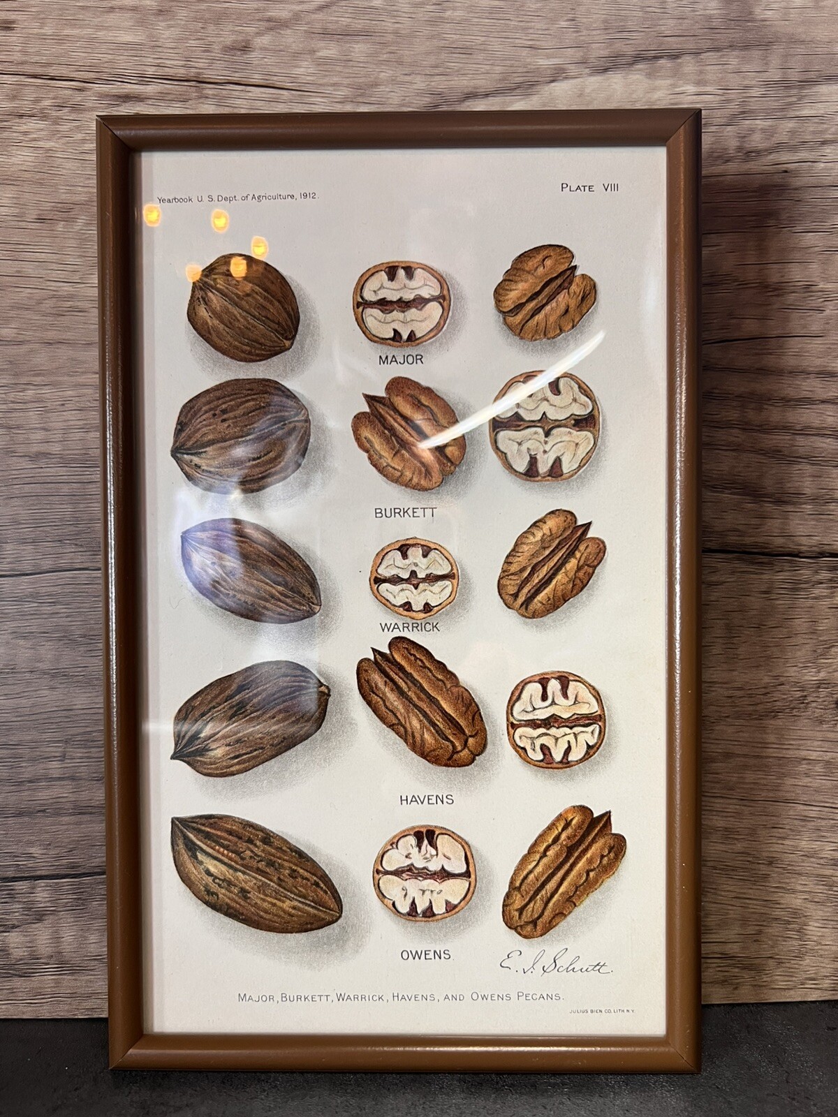 Vtg Yearbook US. Dept Agriculture Framed Pecans Lithograph Plate VIII E.L.Schutt