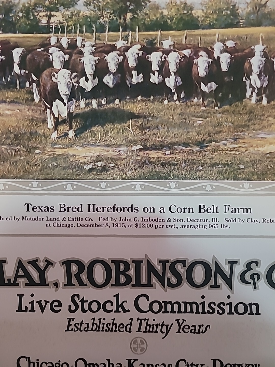 Clay,Robinson & Co Livestock Comm Ad 30yrs Beef And Breeding 18×40 Unframe Copy