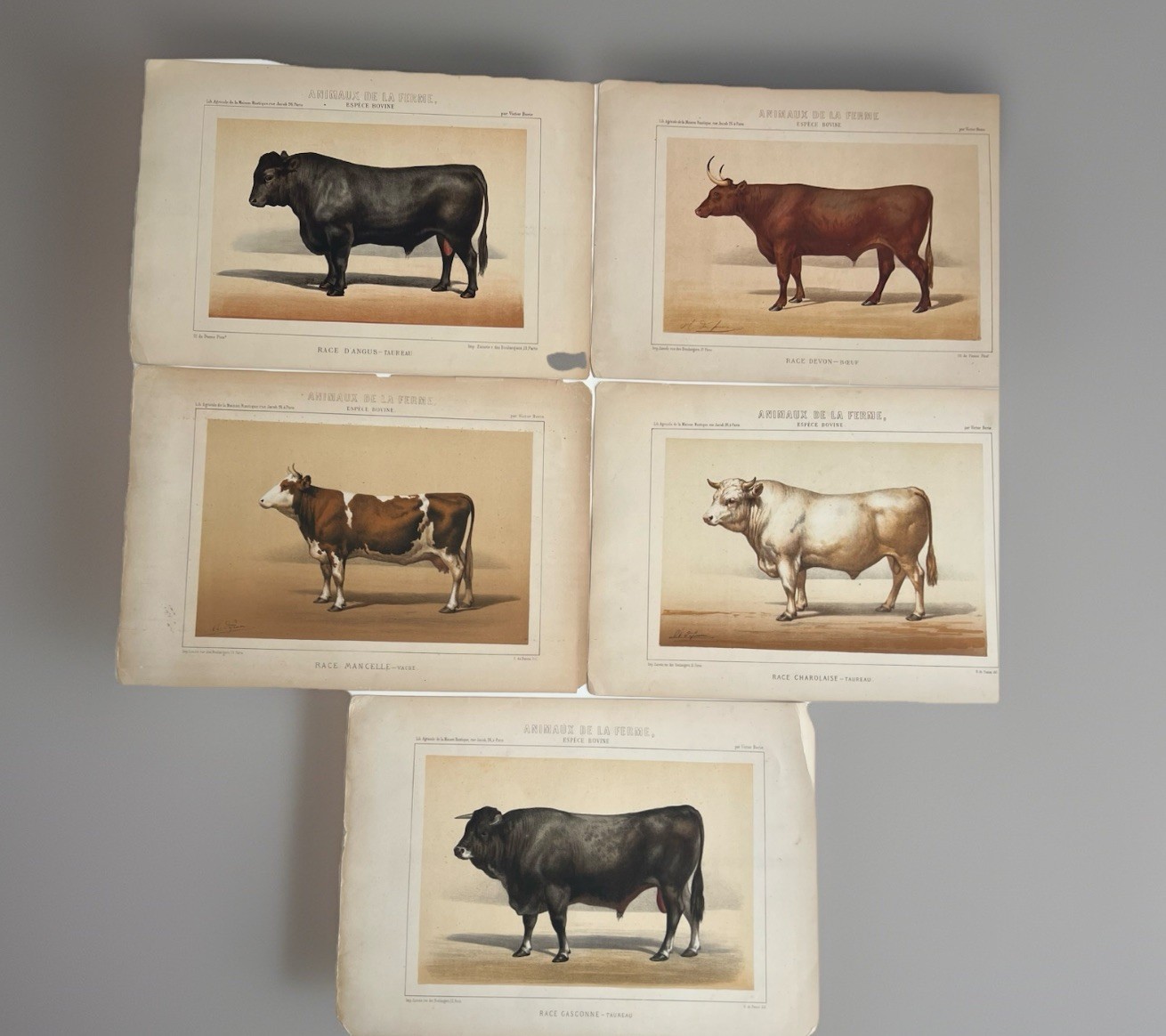 5 Lithographs Prints Of Bovine Species By Victor Borie (1818-1880) Farm Animals