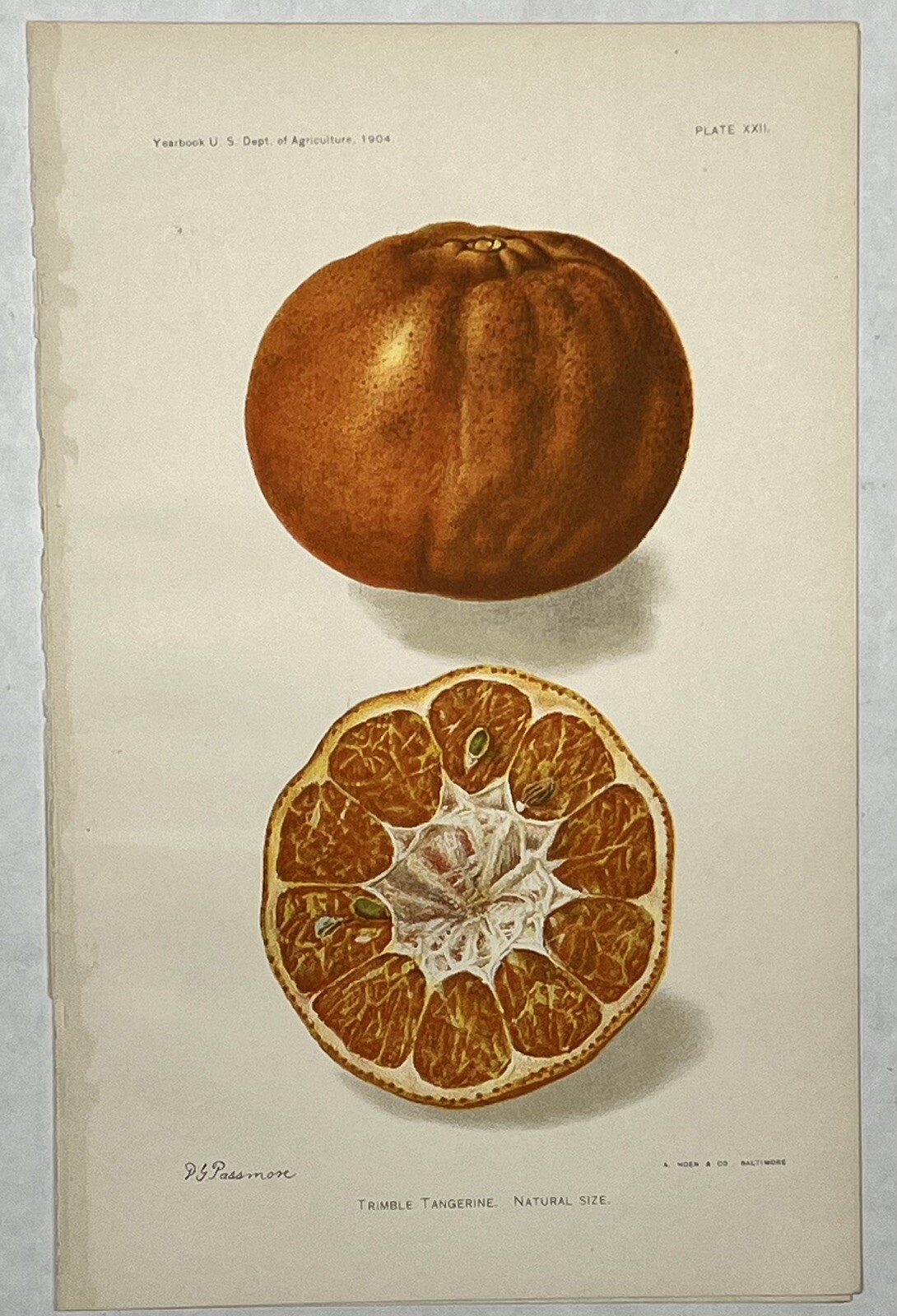 Original C1900 Print Fruit Lot,Tangerine,Morton Citrange,US Dept of Agriculture