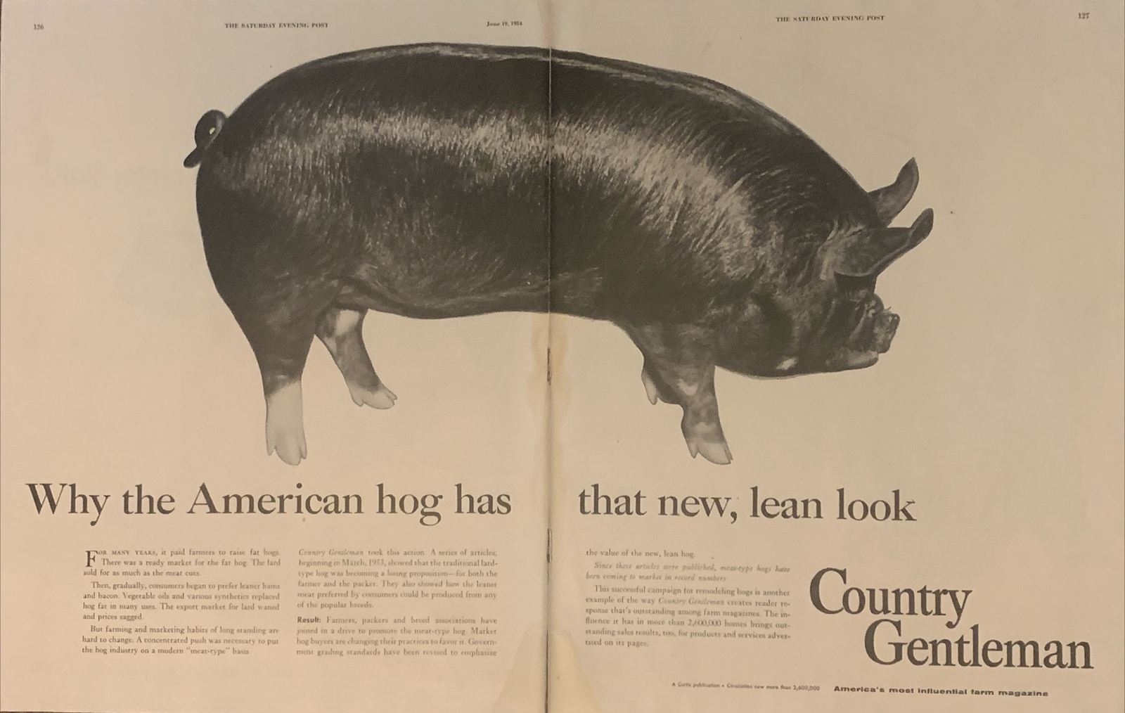 1954 Country Gentleman Magazine Promo PRINT AD Hog Has New Lean Look VTG 1950s